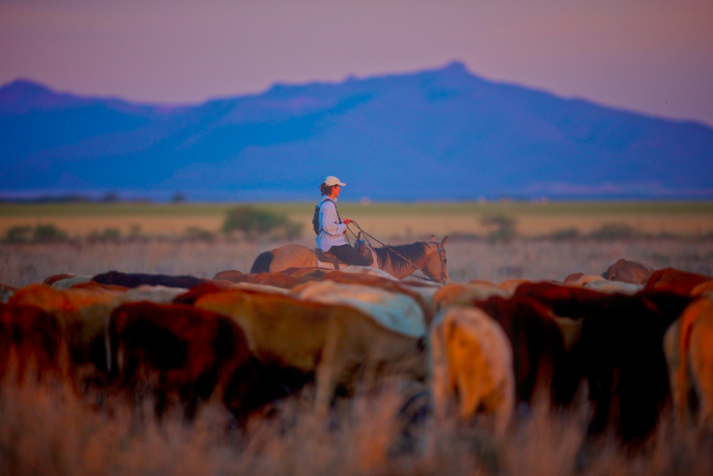 Droving in Queensland, image by Joshua J Smith